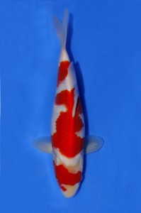 Kohaku 45 cm