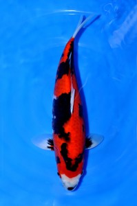 Hi-Showa-45-cm