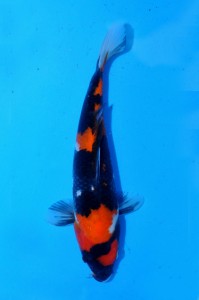 Interkoi-2013-Showa