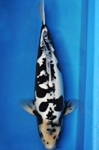 Most Unique Koi - Later Young Koishow Berlin - Yoshikigoi