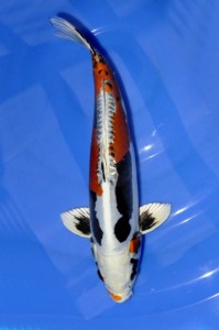 Beni-Kikokuryu 45 cm
