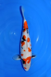 Kindai Showa 45 cm