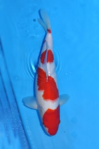 Kohaku 40 cm