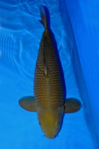 Nisai Chagoi 59 cm