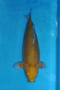 Nisai Chagoi 62 cm