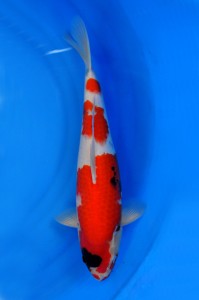 Showa 43 cm (3)