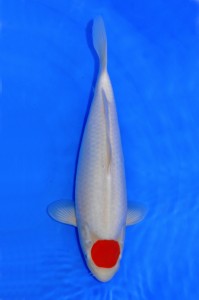 Tancho Kohaku 60 cm